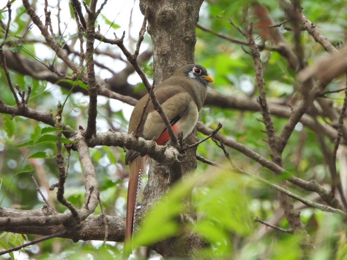 Schmucktrogon - ML644192703