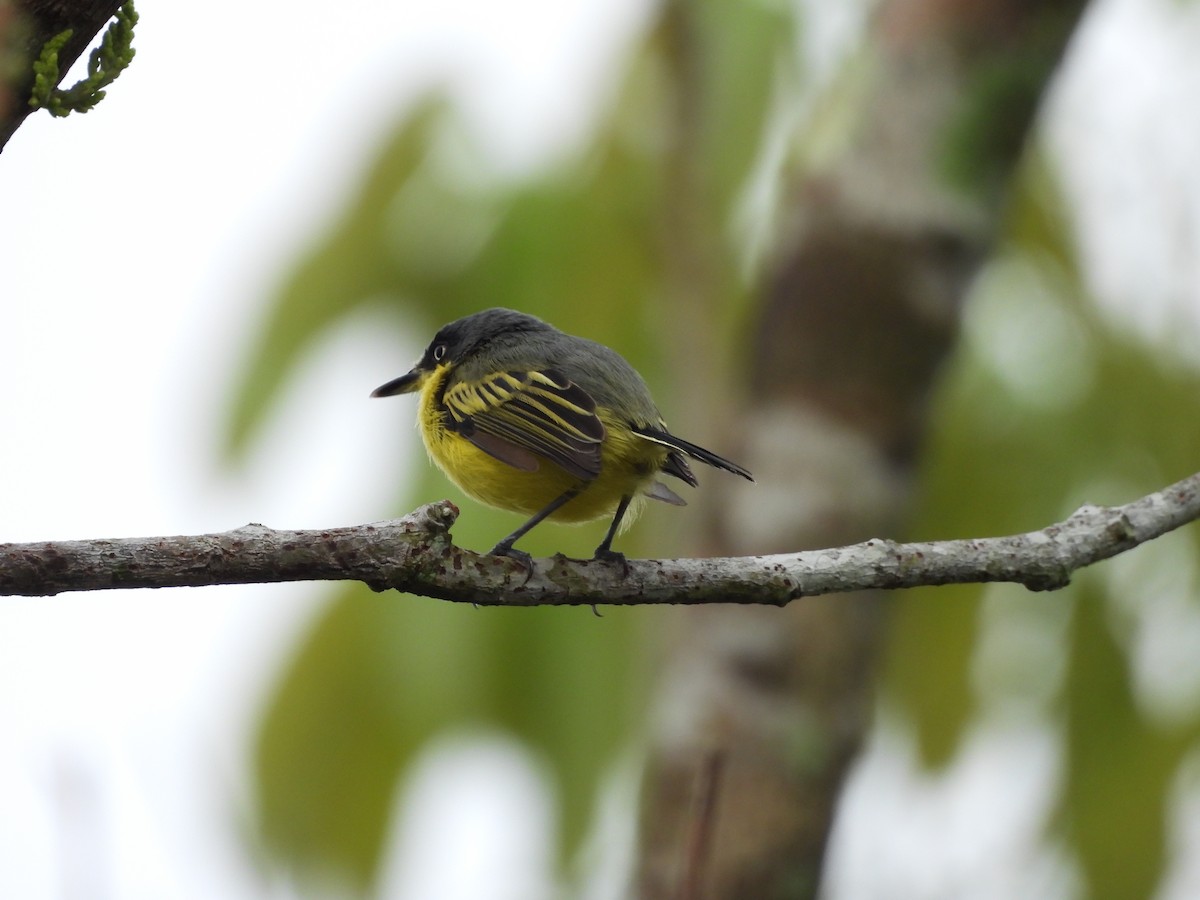 Common Tody-Flycatcher - ML644192708
