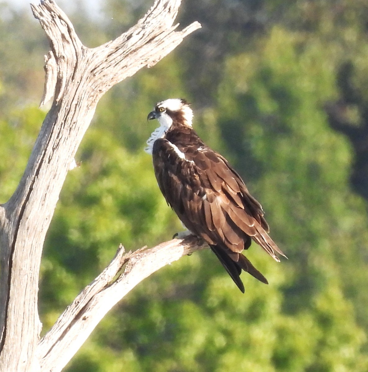 Osprey - ML644192716