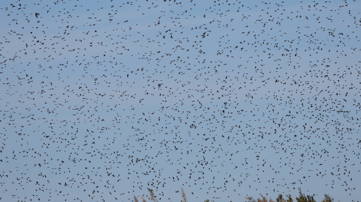 Tree Swallow - ML644192720