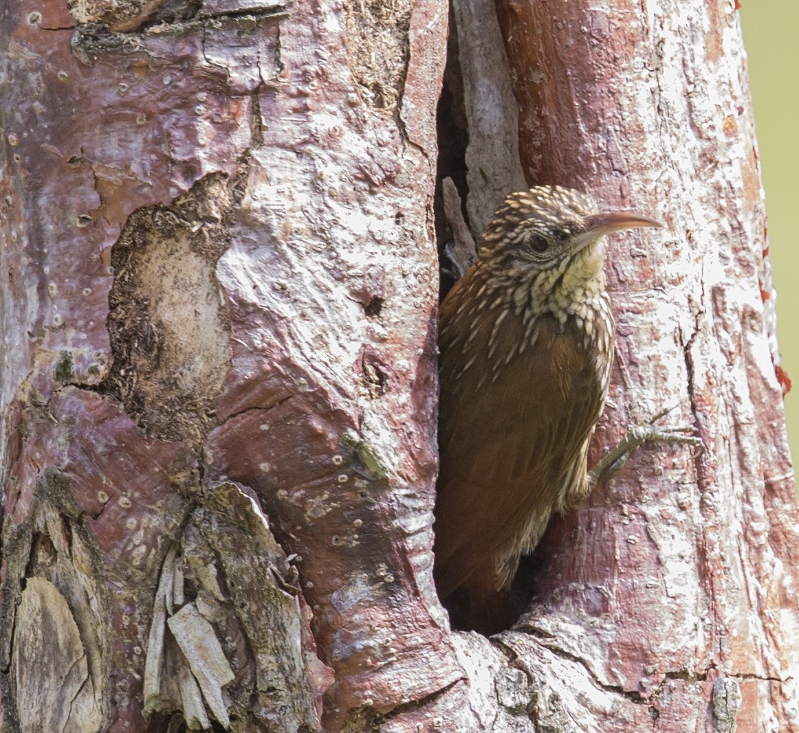 Streak-headed Woodcreeper - ML644192726