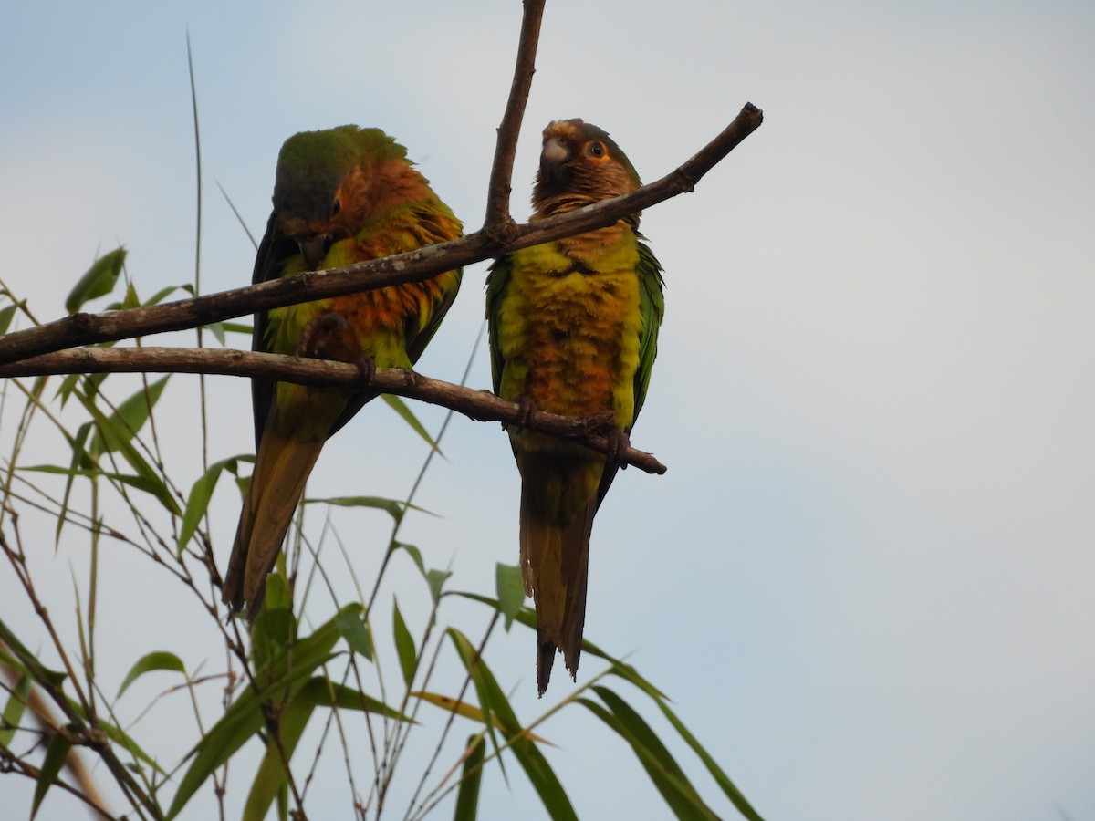 Brown-throated Parakeet - ML644192727