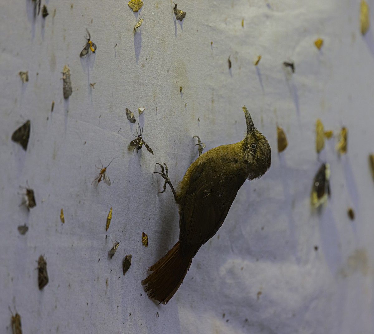 Plain-brown Woodcreeper - ML644192729