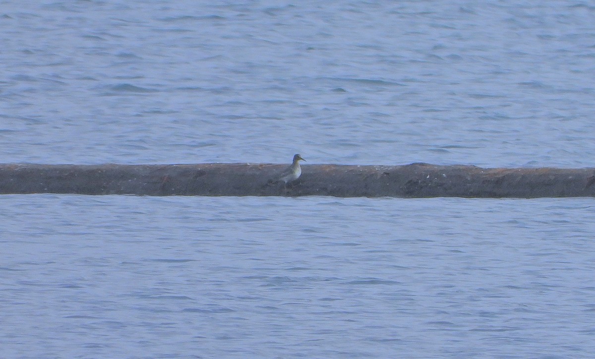 klippesnipe - ML644192740