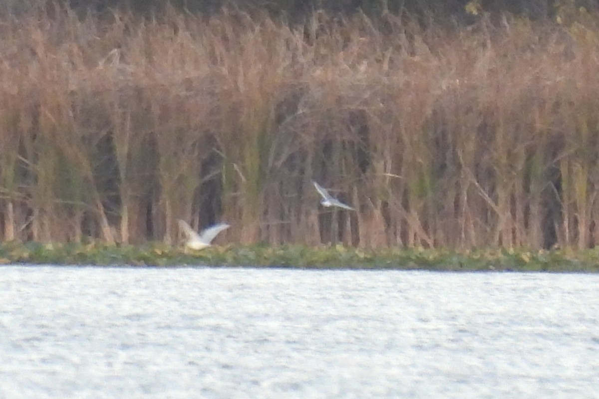 Франклинова чайка - ML644192744