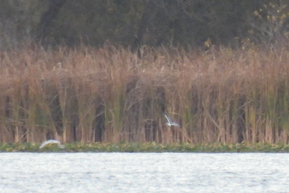 Франклинова чайка - ML644192745