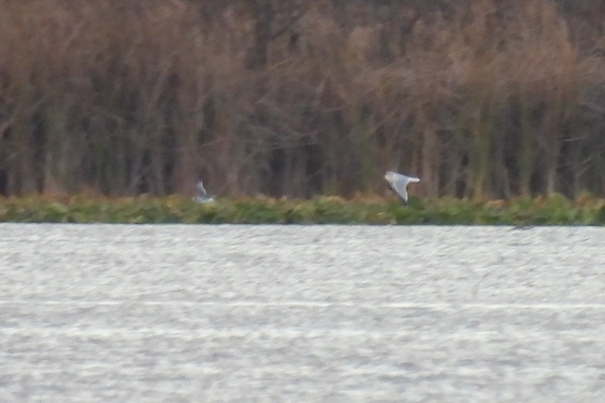 Франклинова чайка - ML644192746