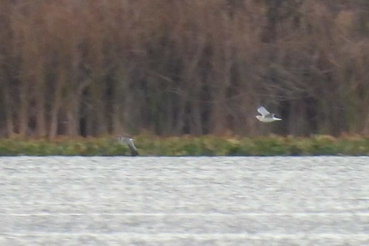 Франклинова чайка - ML644192747