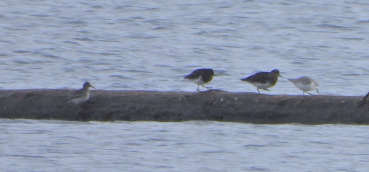 klippesnipe - ML644192755