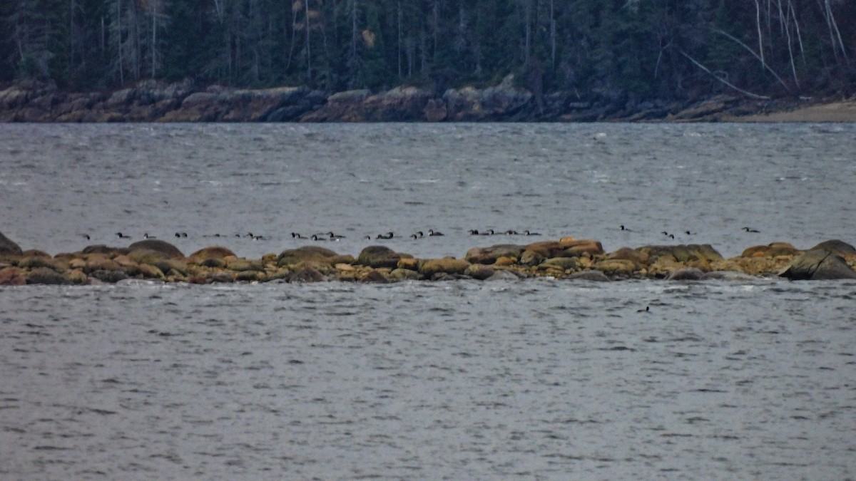 Common Loon - ML644192777