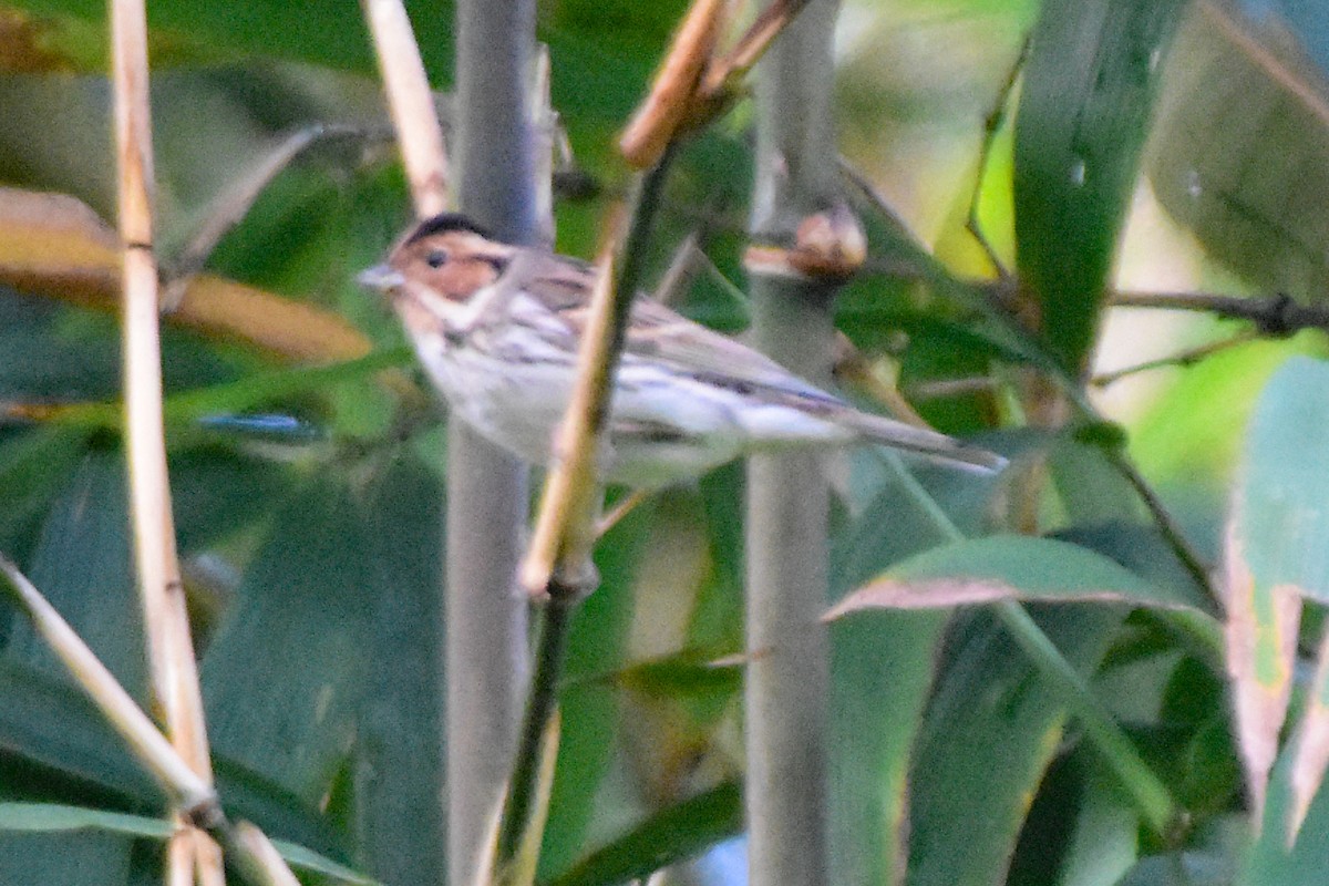 Little Bunting - ML644192778