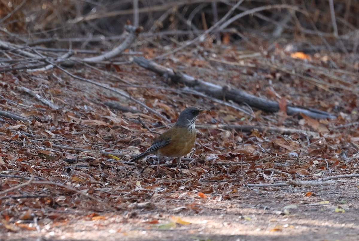 Rufous-backed Robin - ML644192781