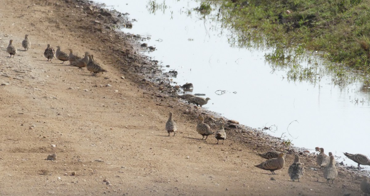 Ganga azpiarrea - ML644192783