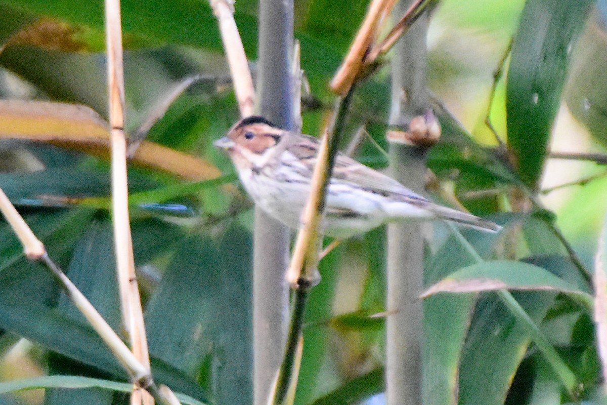 Little Bunting - ML644192793