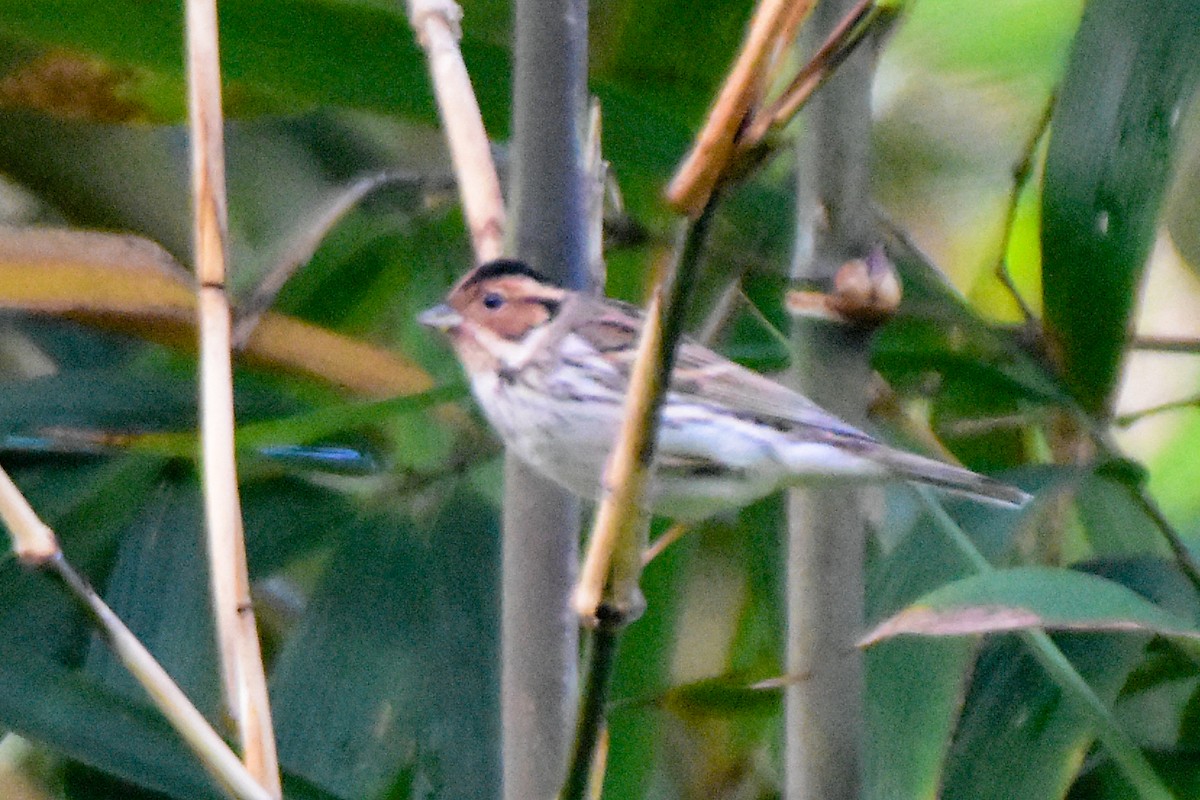 Little Bunting - ML644192794