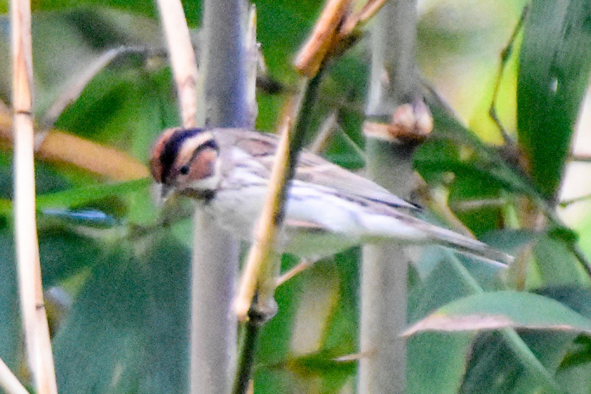 Little Bunting - ML644192795