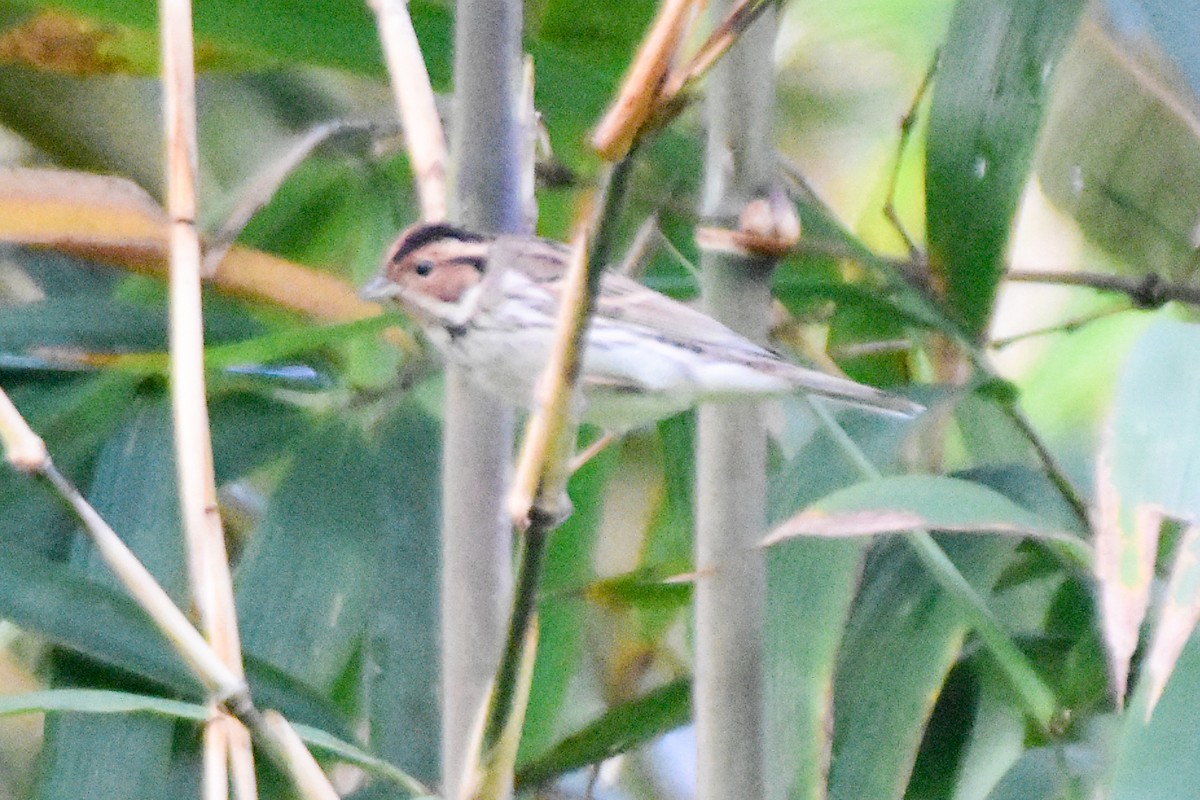 Little Bunting - ML644192796