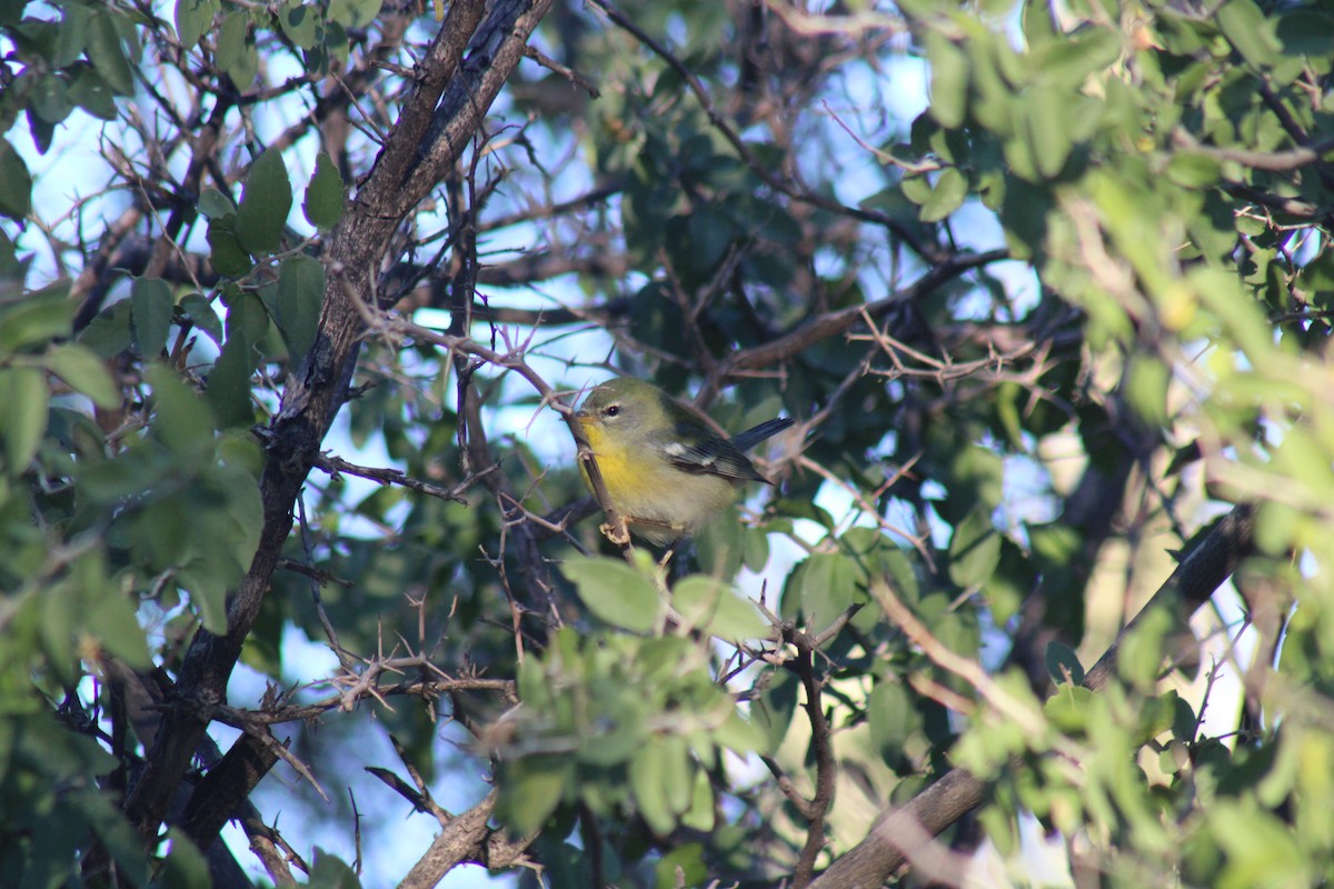Northern Parula - ML644192797
