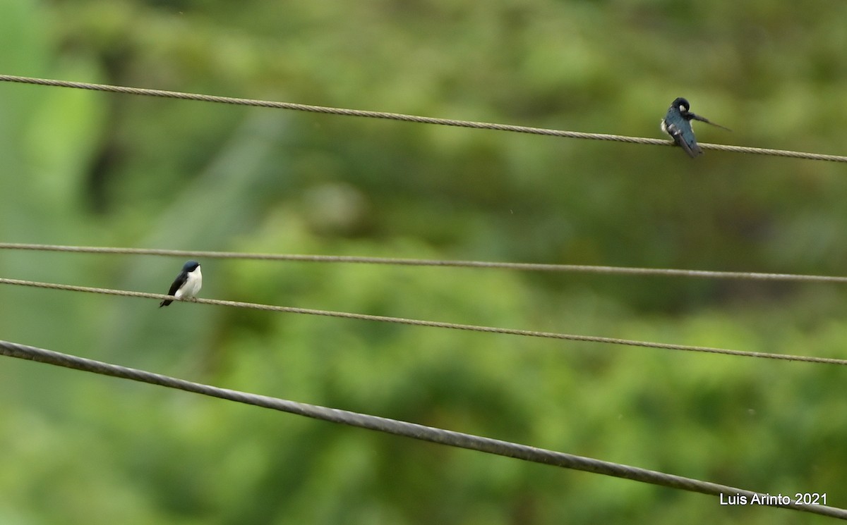Blue-and-white Swallow - ML644192799