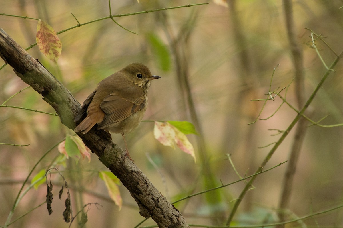 Hermit Thrush - ML644192802