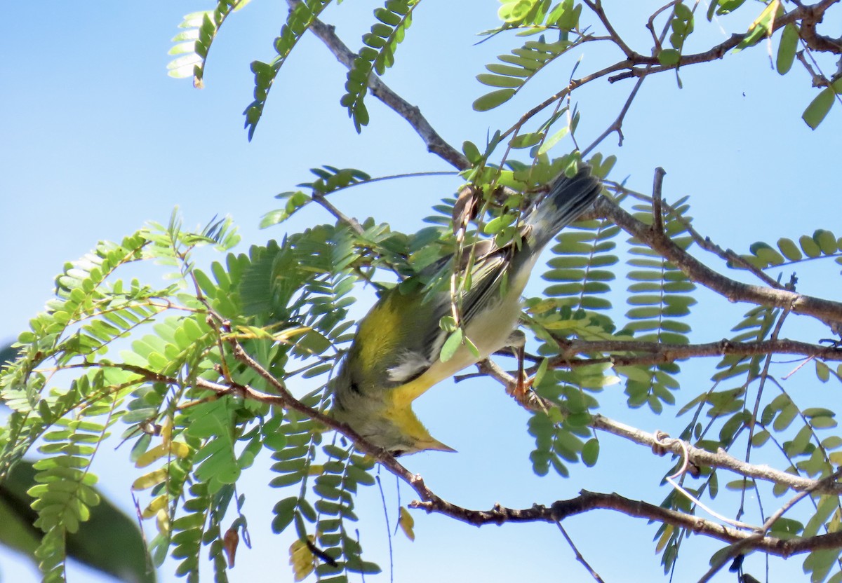 Northern Parula - ML644192806