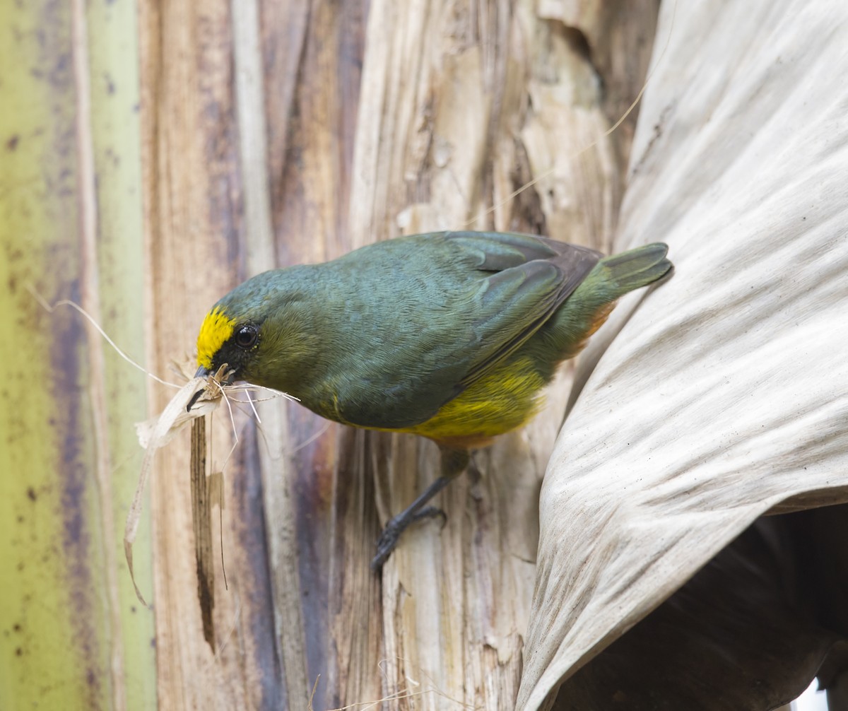 Olive-backed Euphonia - ML644192807