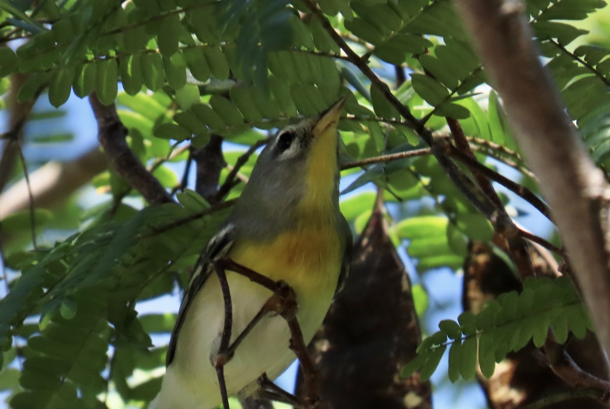 Northern Parula - ML644192808