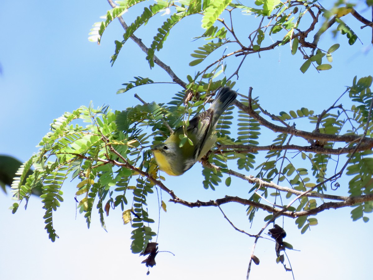 Northern Parula - ML644192809