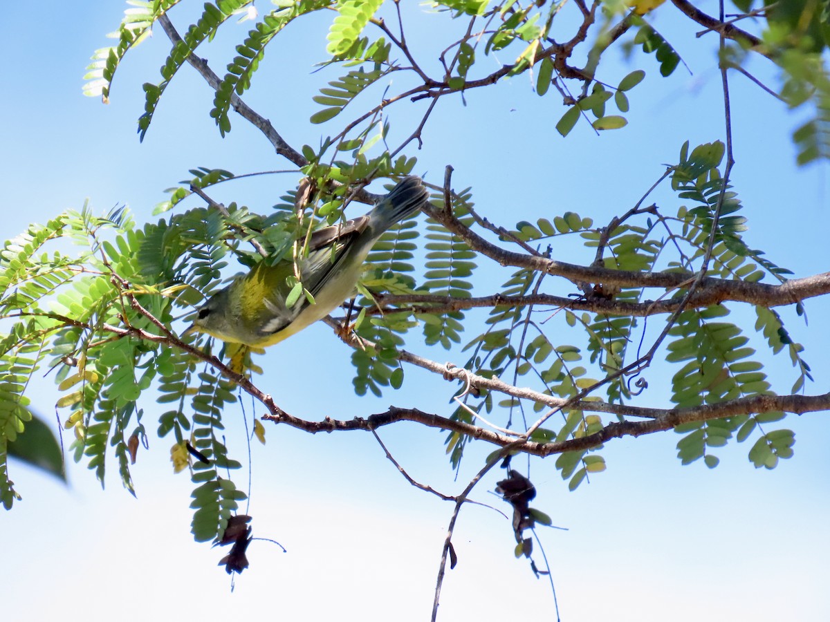 Northern Parula - ML644192810