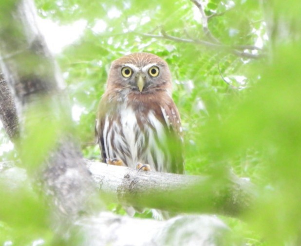 Brasilzwergkauz - ML644192811