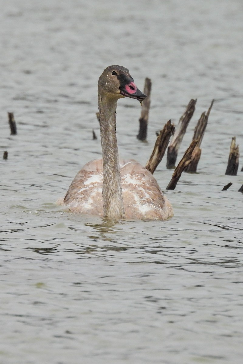 Trumpeter Swan - ML644192813