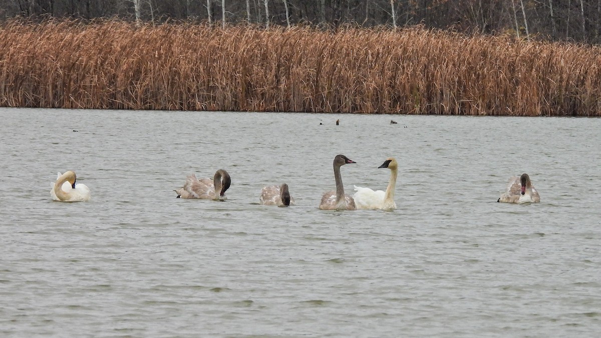 Trumpeter Swan - ML644192814