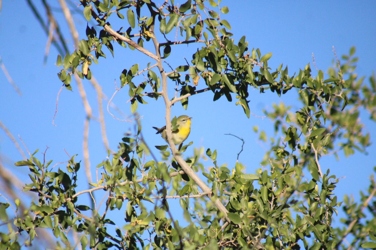 Northern Parula - ML644192818