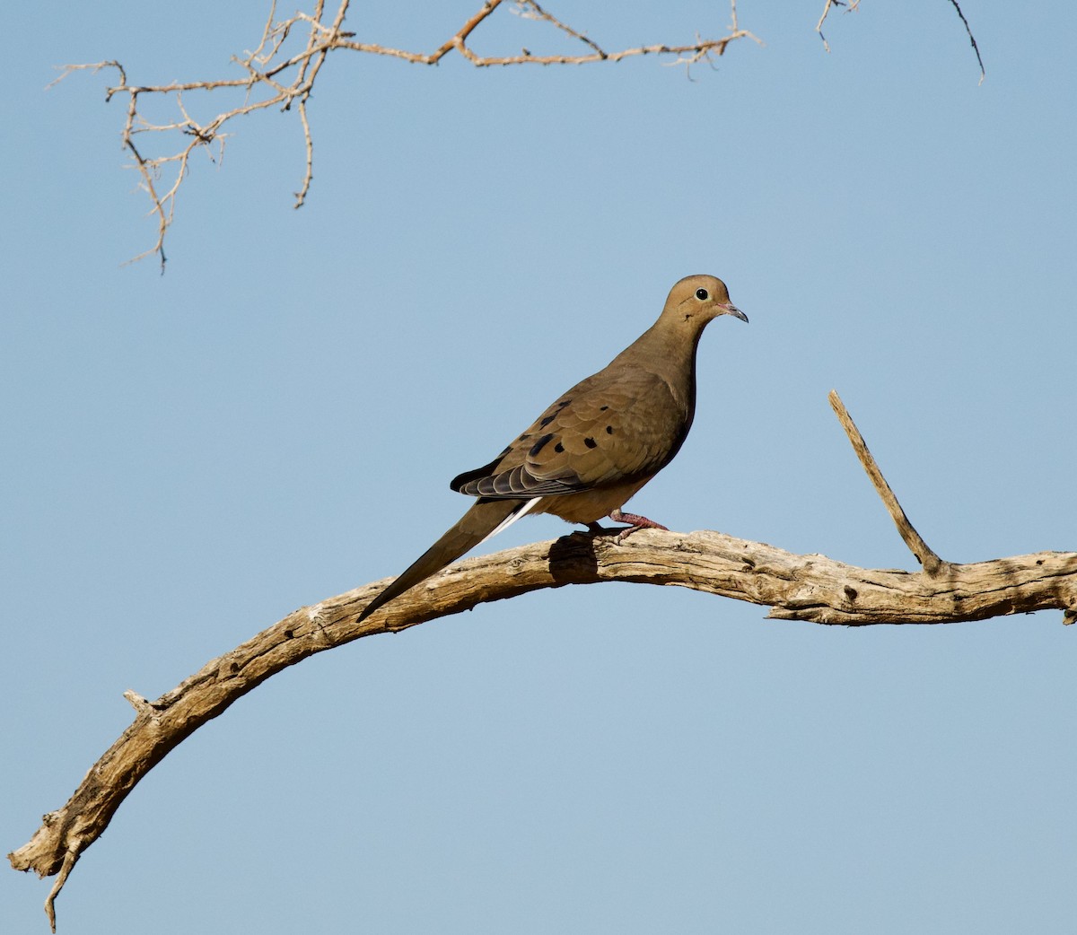 Mourning Dove - ML644192824