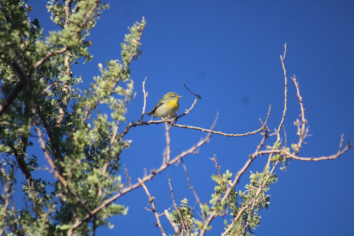 Northern Parula - ML644192825
