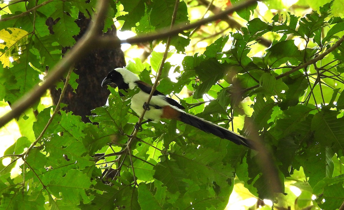 White-bellied Treepie - ML644192834