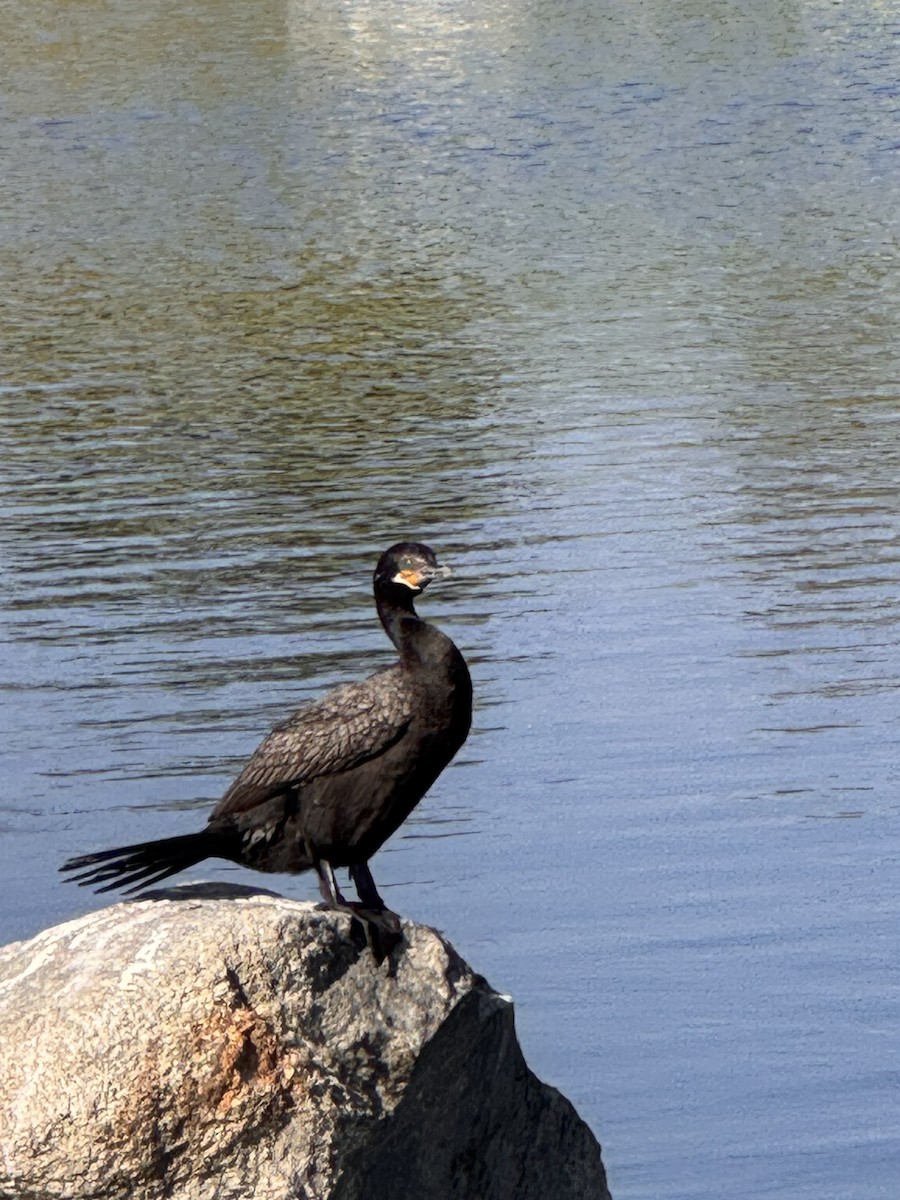 Neotropic Cormorant - ML644192835