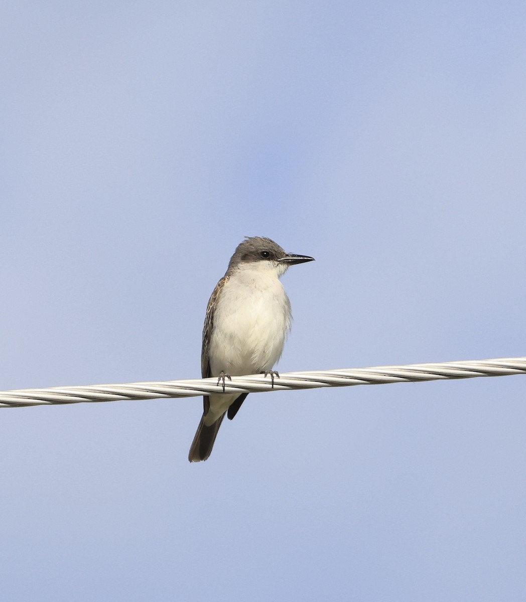Gray Kingbird - ML644192838