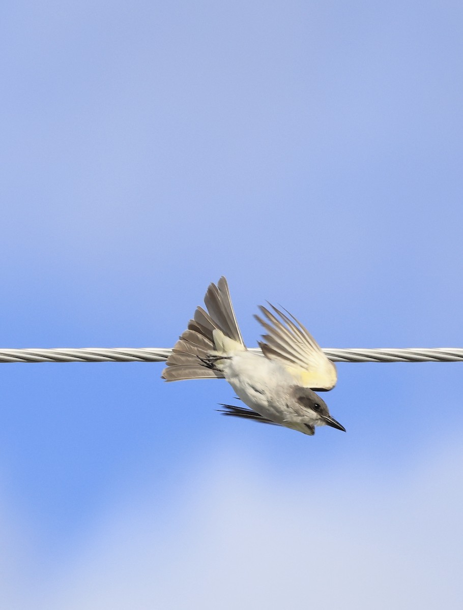 Gray Kingbird - ML644192839