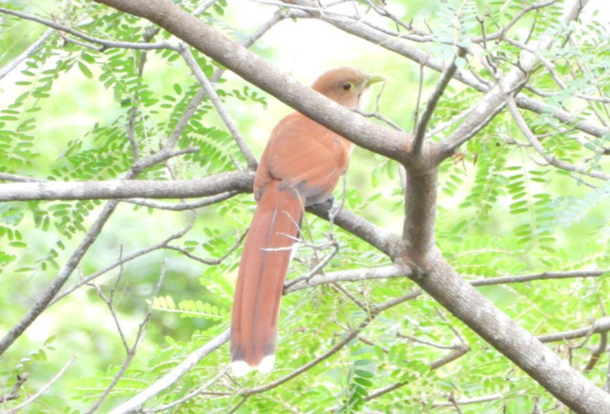 Eichhornkuckuck - ML644192851