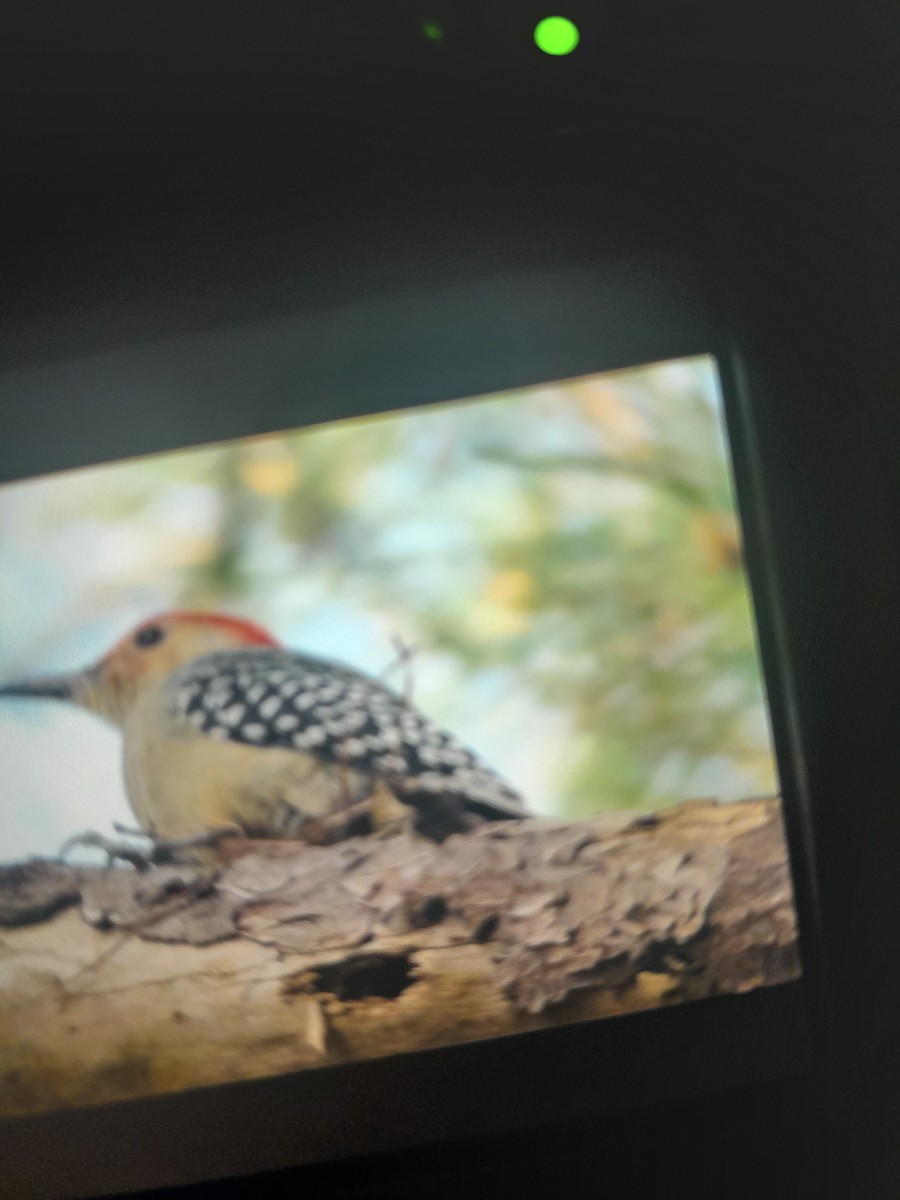 Red-bellied Woodpecker - ML644192874
