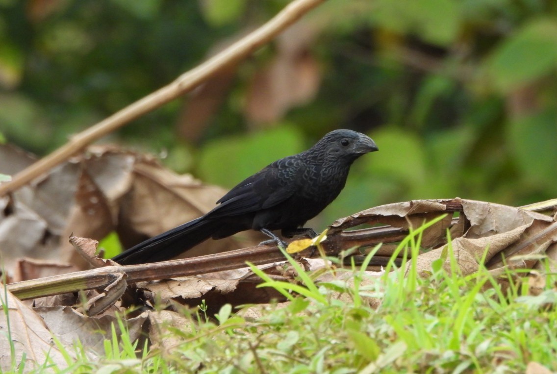 Riefenschnabelani - ML644192891