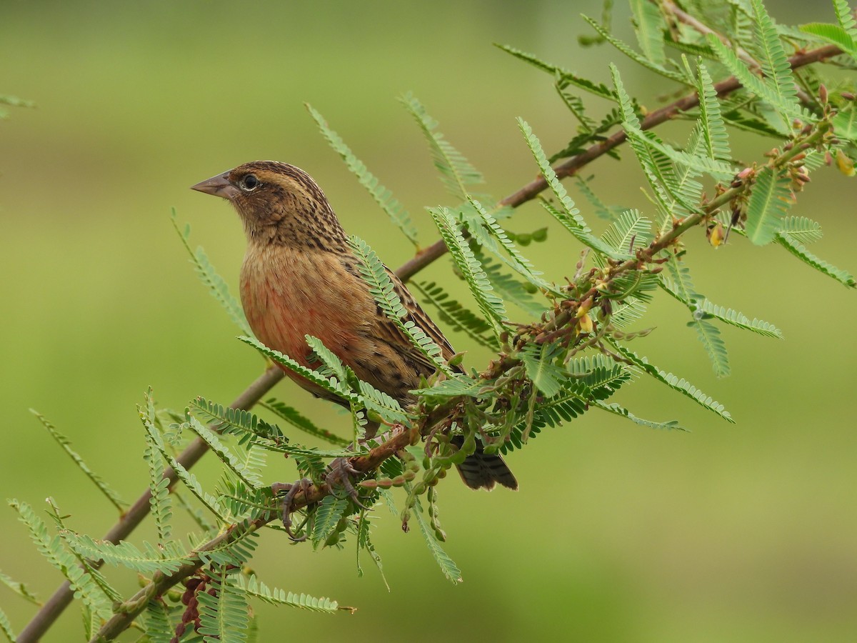 Red-breasted Meadowlark - ML644192899