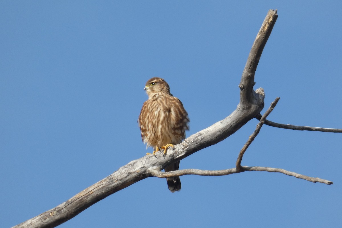 Merlin - ML644192904