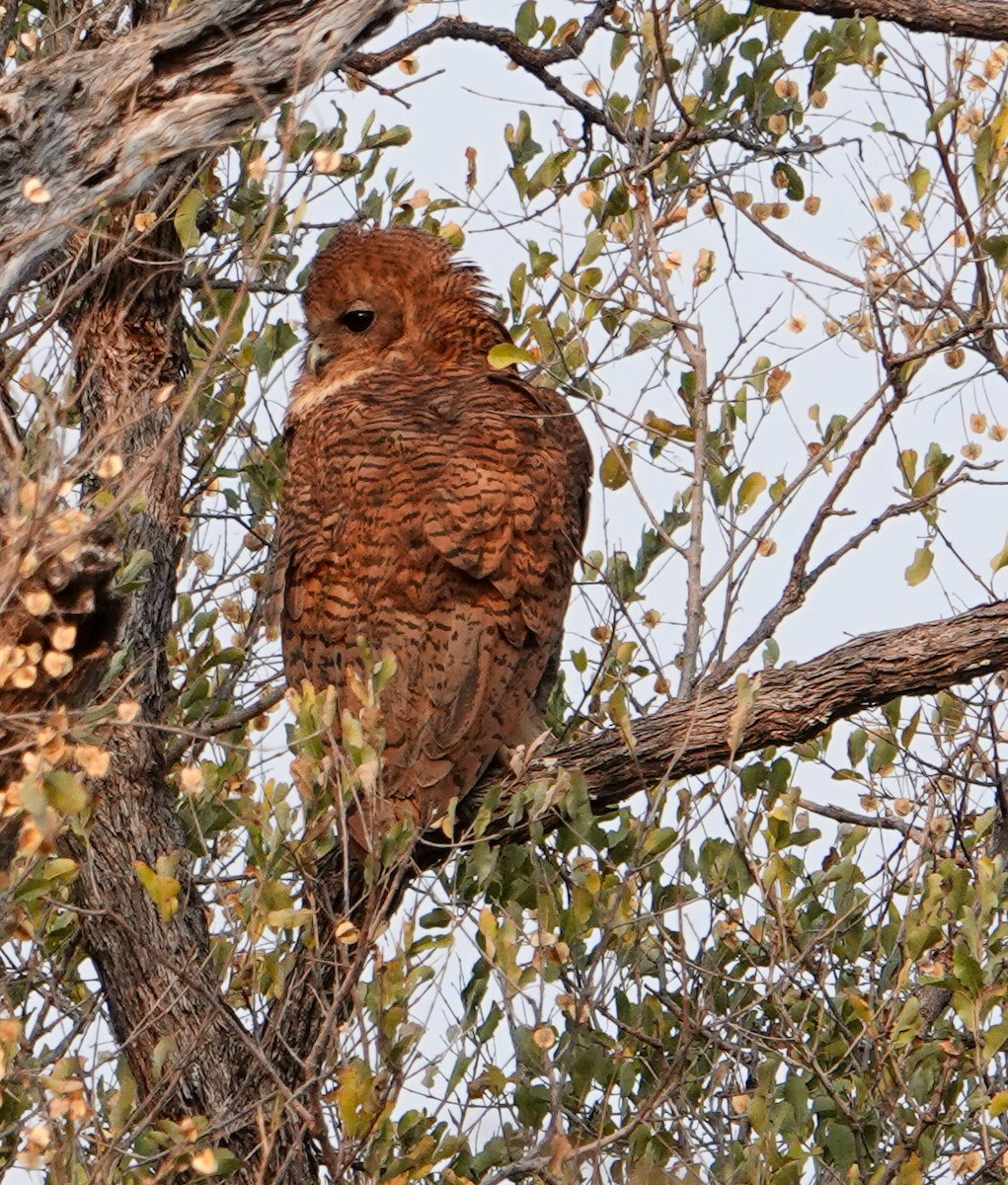 storflodugle - ML644192938