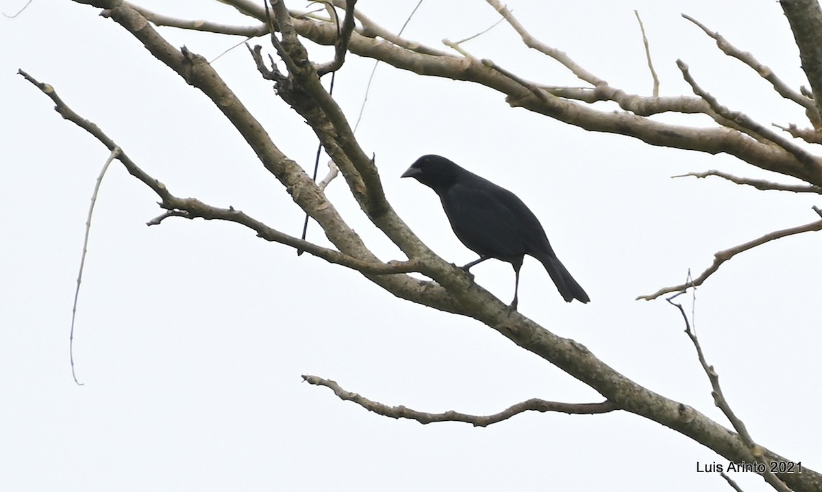 Scrub Blackbird - ML644192939