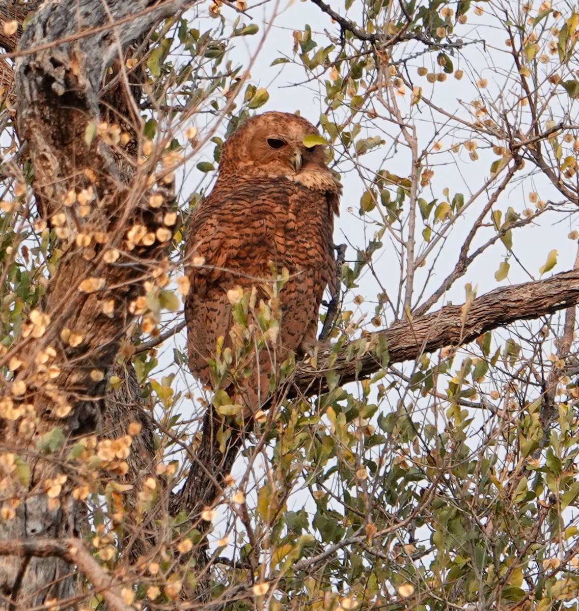 storflodugle - ML644192941