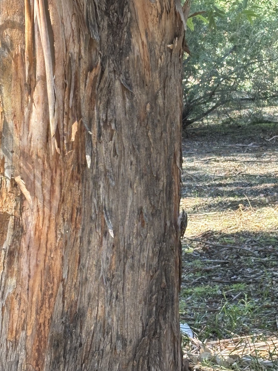 Brown Creeper - ML644192944