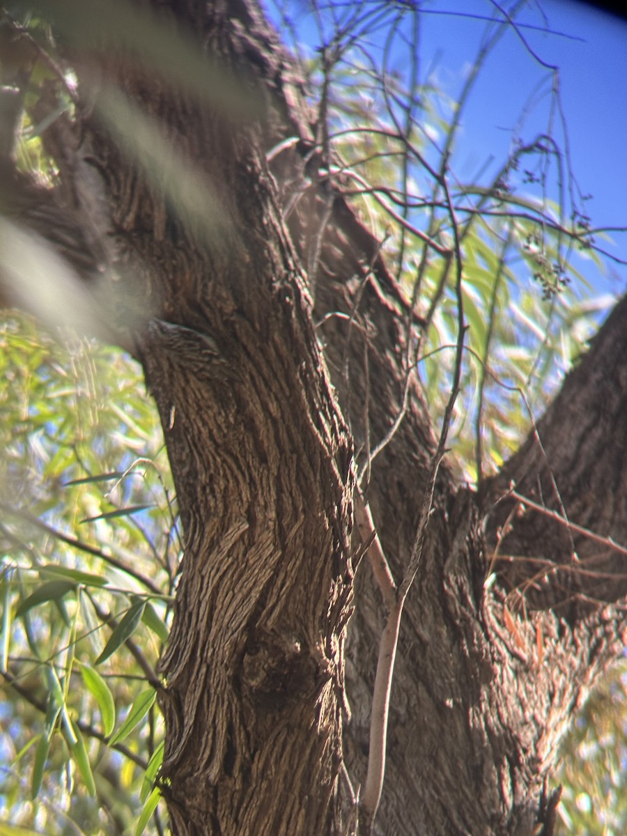 Brown Creeper - ML644192945