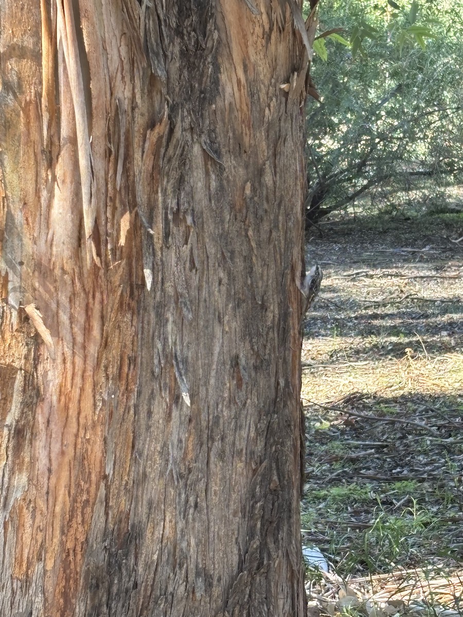 Brown Creeper - ML644192946